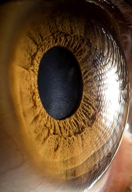 Close Up Human Eyes